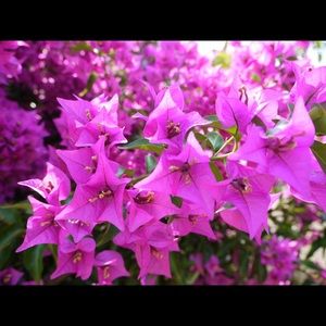 Meet your Posher, GlamGirl C